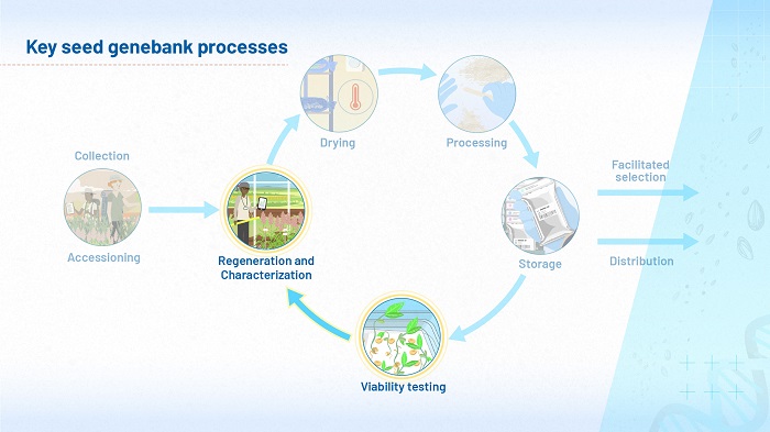 The image shows the flow diagram of key processes shown on the overview page of every module so far. In this version of the diagram, the processes of viability testing and regeneration are highlighted, to reflect the fact that these two processes are the focus of this module.