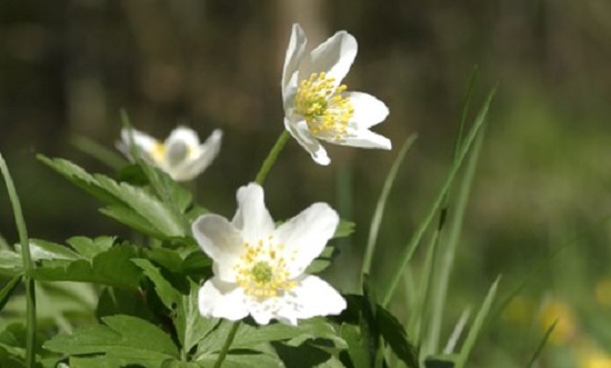 The image shows the foliage and flowers of wood anemone, Anemonoides nemorosa in an English wood. It has white, star-shaped flowers and multiple stamens.