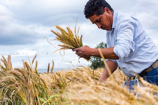 The image shows the wheat harvest at the El Batán experimental station, International Maize and Wheat Improvement Center (CIMMYT).