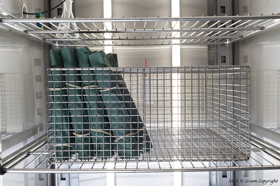 The image shows rolled green paper towels, stacked vertically in a basket inside a germinator. Wrapped inside the paper towels are oat seeds.
