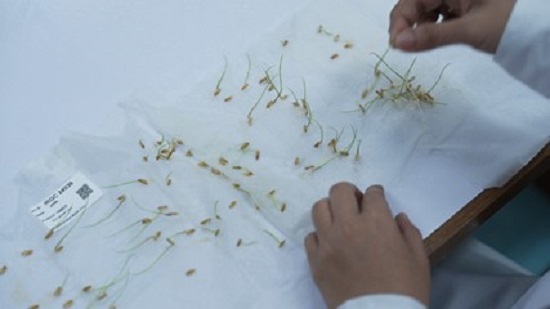 The image shows a technician at the International Rice Research Institute carrying out germination testing.