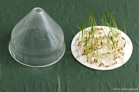 The image shows ryegrass seedlings germinating on top of an absorbant paper substrate. To the left, there is a plastic cover, used to protect the germinating seedlings.
