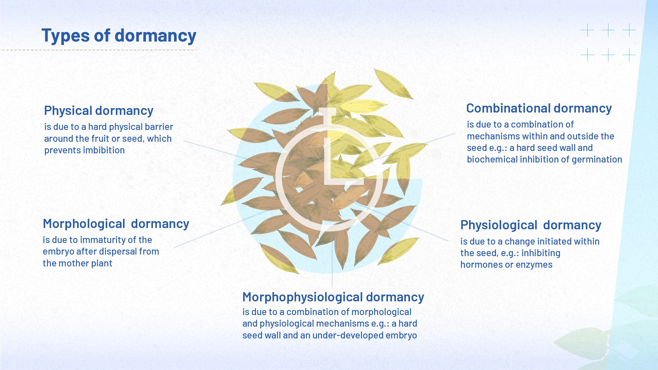 The image summarises the five different types of dormancy introduced in this module: physical, combinational, physiological, morphological and morphophysiological.