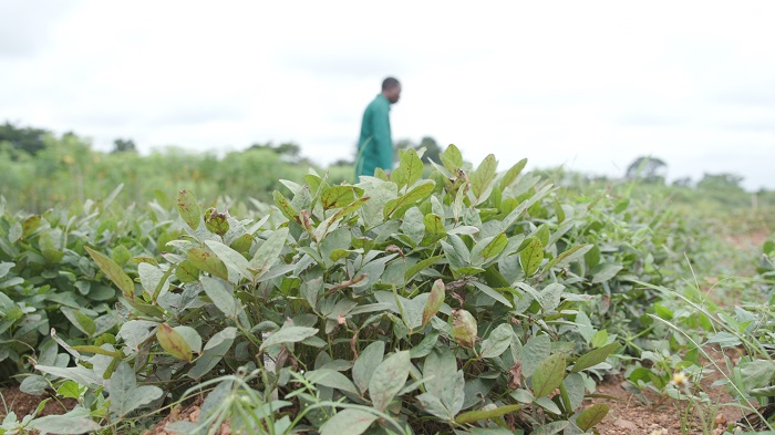 The image is a scene from the video, a scientist from the International Institute for Tropical Agriculture in a field of Bambara groundnut plants.