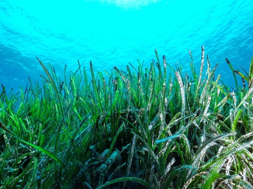 The image is an underwater photo of a seagrass meadow. There are many fronds of the aquatic plant in the foreground, and the surface of the sea above it.