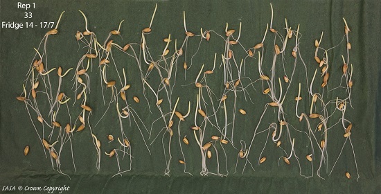 The image shows an unwrapped green paper towel, revealing germinated oat seedlings.