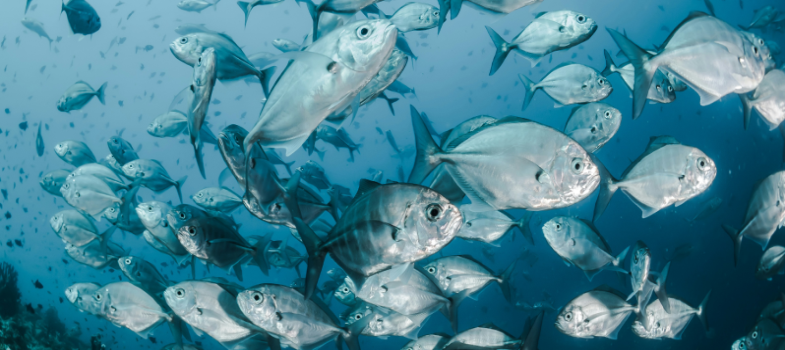 Test for Fleming Fund questionnaires