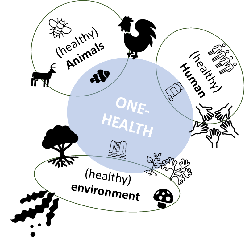 A diagram consisting of a circle, named one health, which is overlapped by oval shapes that are titled healthy animals, healt