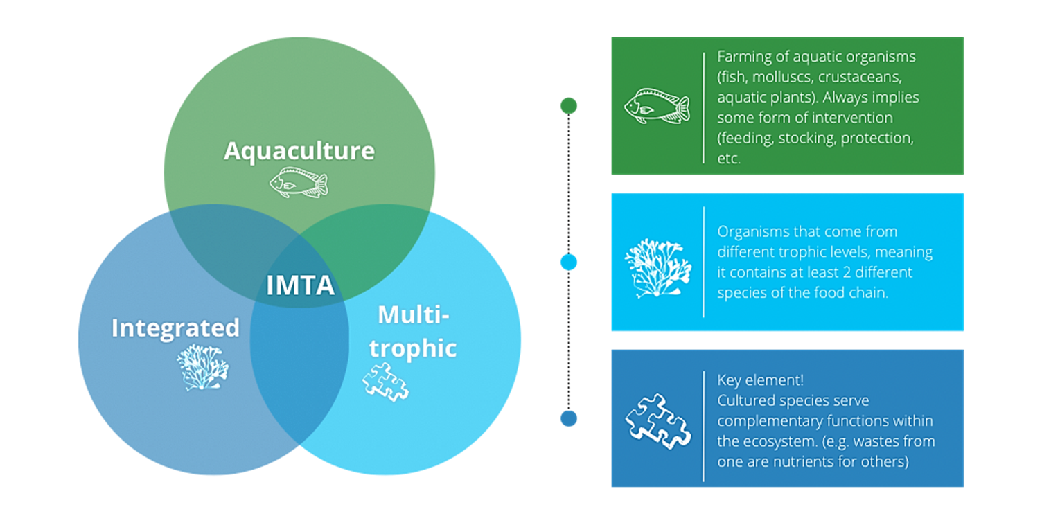 A diagram of 3 circles, showing IMTA in the center. The top is aquaculture, the left integrated, the right multi-trophic.