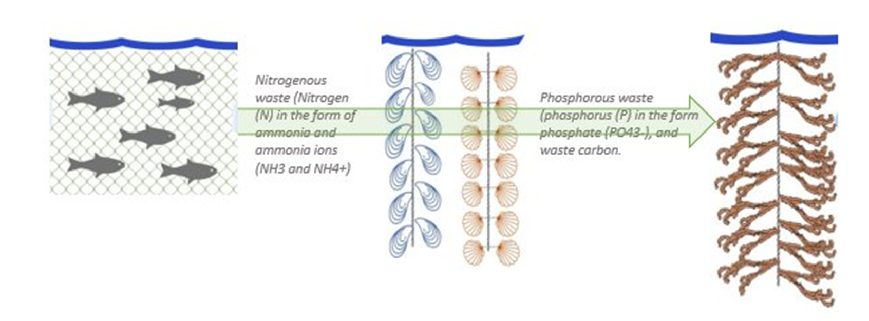 A diagram of a typical IMTA Set-up