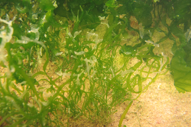 Ulva intestinalis
