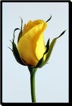A yellow rose
