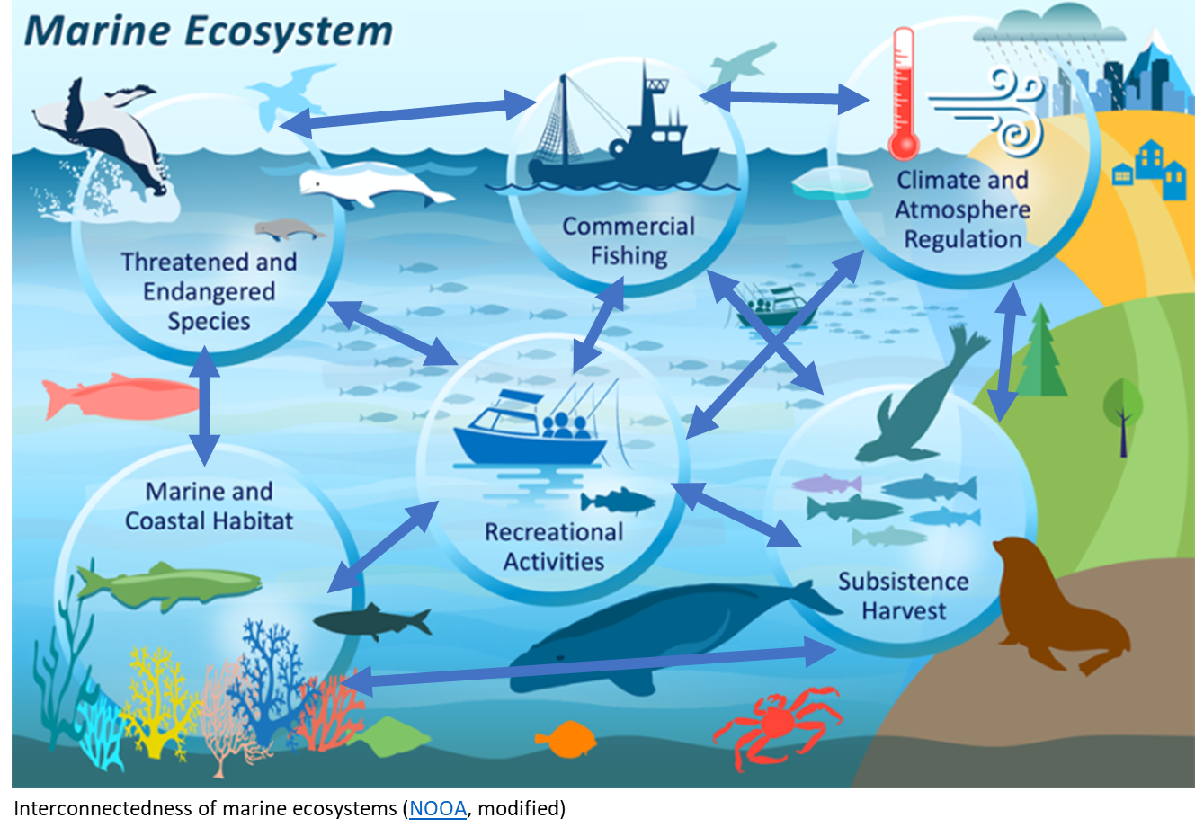 Infographic showing examples of marine and coastal ecosystem services.