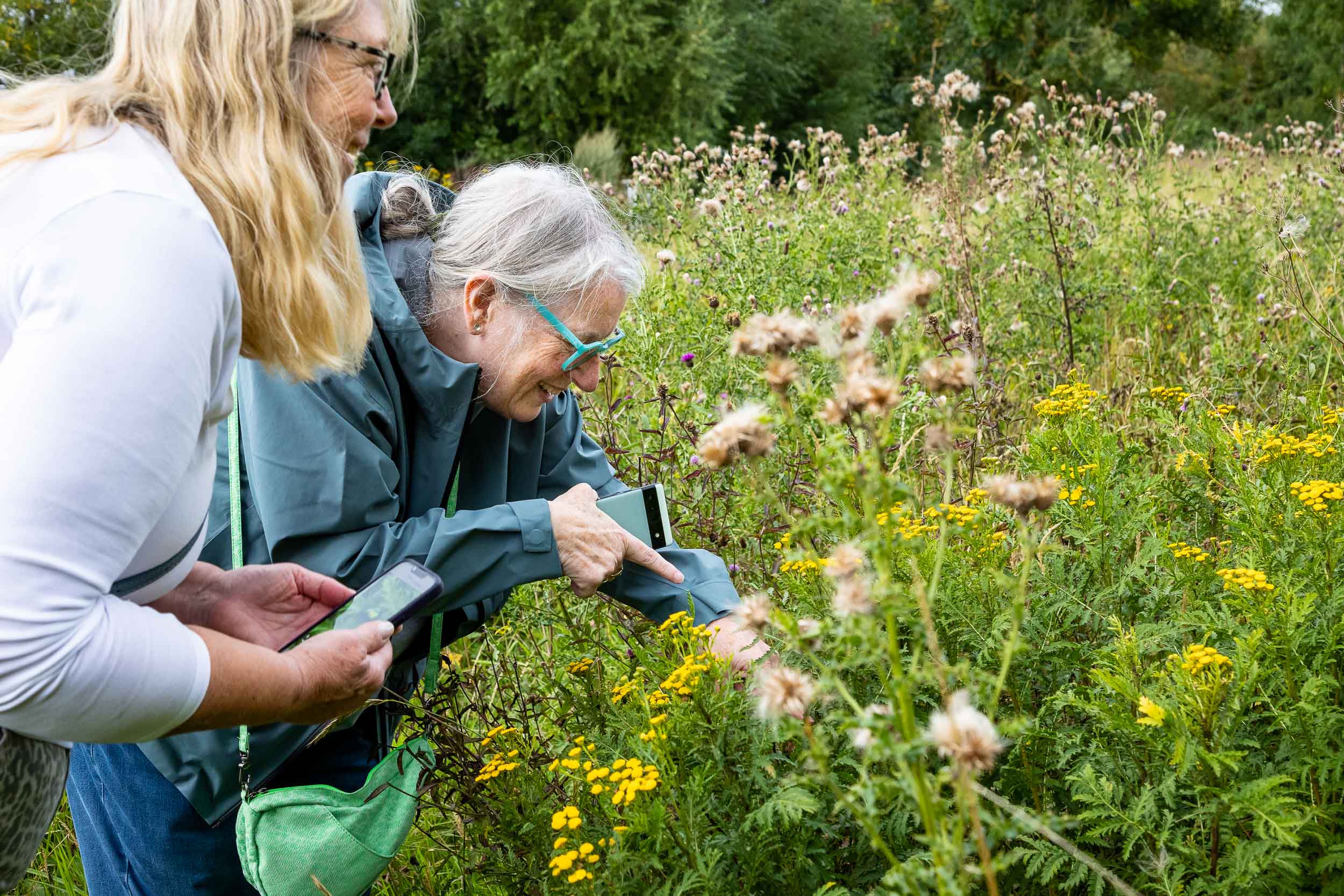 Two women are stood smiling by a patch of shoulder height Tansy plants and Thistles with their phones out to take a photograph, looking for something in the plants.