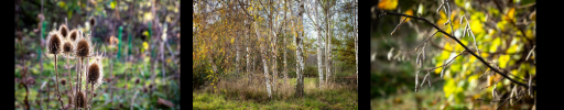 A collage of 3 nature photographs, on the left is a photograph of the Teasel plant, with the seed heads illuminated by back light, in the centre is a grove of Silver Birch trees with white trunks, and on the right are catkins hanging from a branch with leaves in sunlight behind.