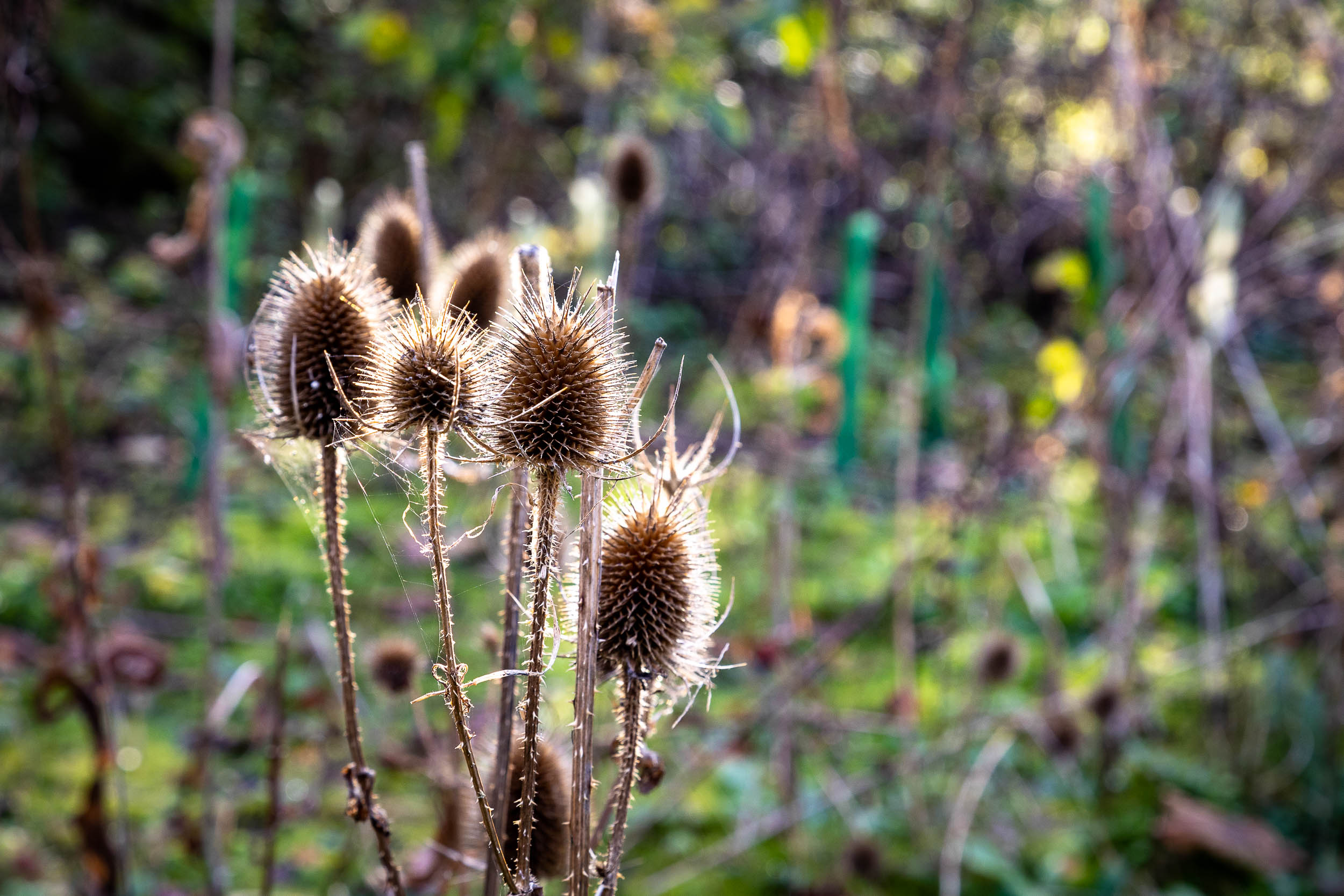 The multiple conical heads of a Teasel Plant are backlit by sunlight highlighting the myriad of spikes on each head.