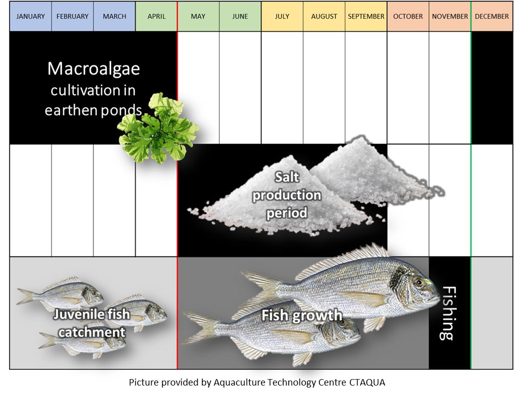 A calendar view of cultivation periods, showing for example Macroalgae cultivation in earthen ponds from January to April and