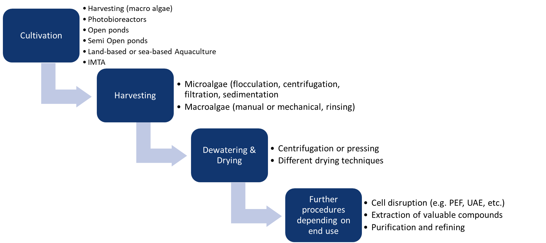 Process from algae cultivation and harvesting to drying and further steps