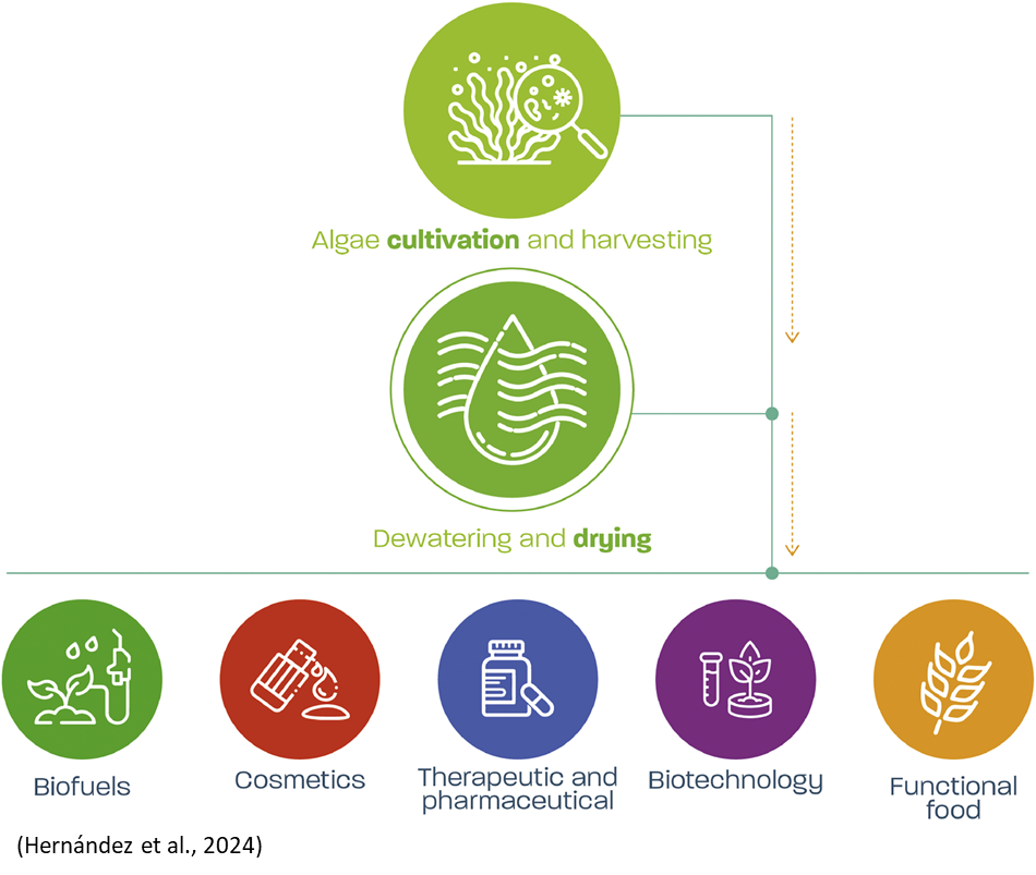 A schematic chart with some images corresponding to the following dependent concepts: Algae cultivation and harvesting, 