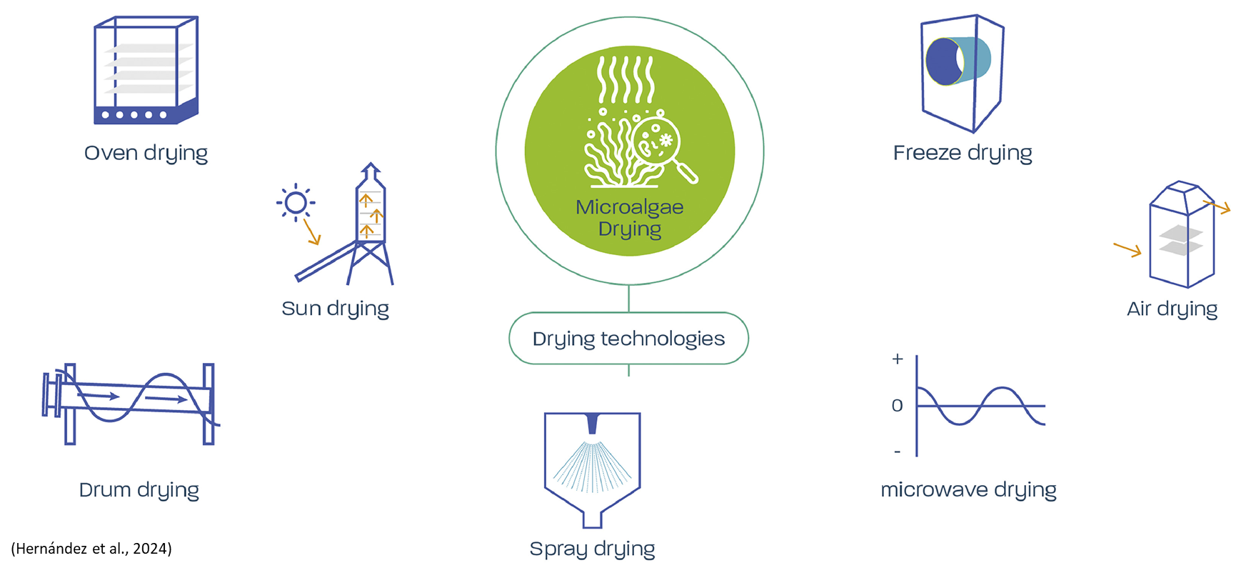 A chart that summarises 7 Drying technologies for Microalgae Drying; Oven drying, sun drying, drum drying, freeze drying, air drying, spray drying and microwave drying.