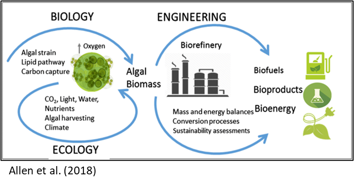 A schematic showing loops that are titled biology, ecology and engineering. Futher details read: algal strain, lipid pathway,