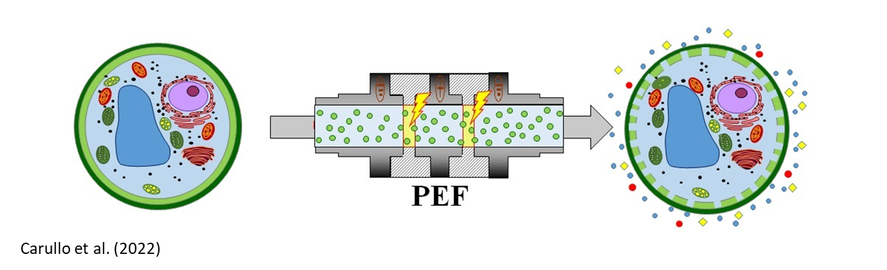 A schematic of the process of pulse electic field (PEF). On the left is an intact cell including its organelles, in the cente