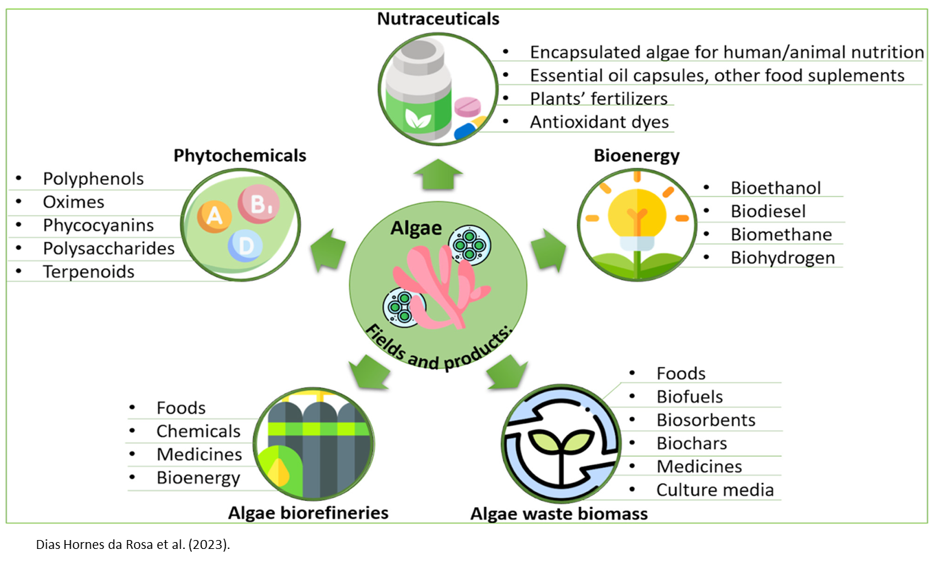 A diagram of the different uses for algea, such as Phytochemicals, nutraceuticals or bioenergy. 