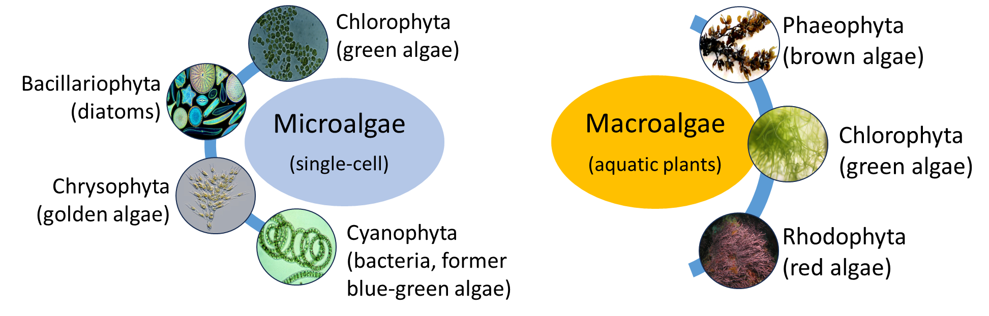 A depiction of the classification of micro- and macroalgae