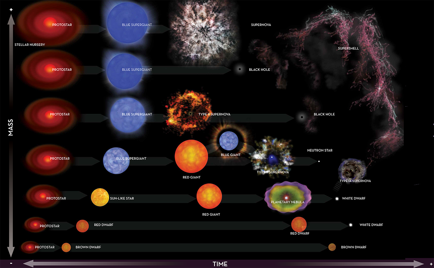 The Life Cycle of Stars: Stars are born in clouds of gas and dust as protostars.