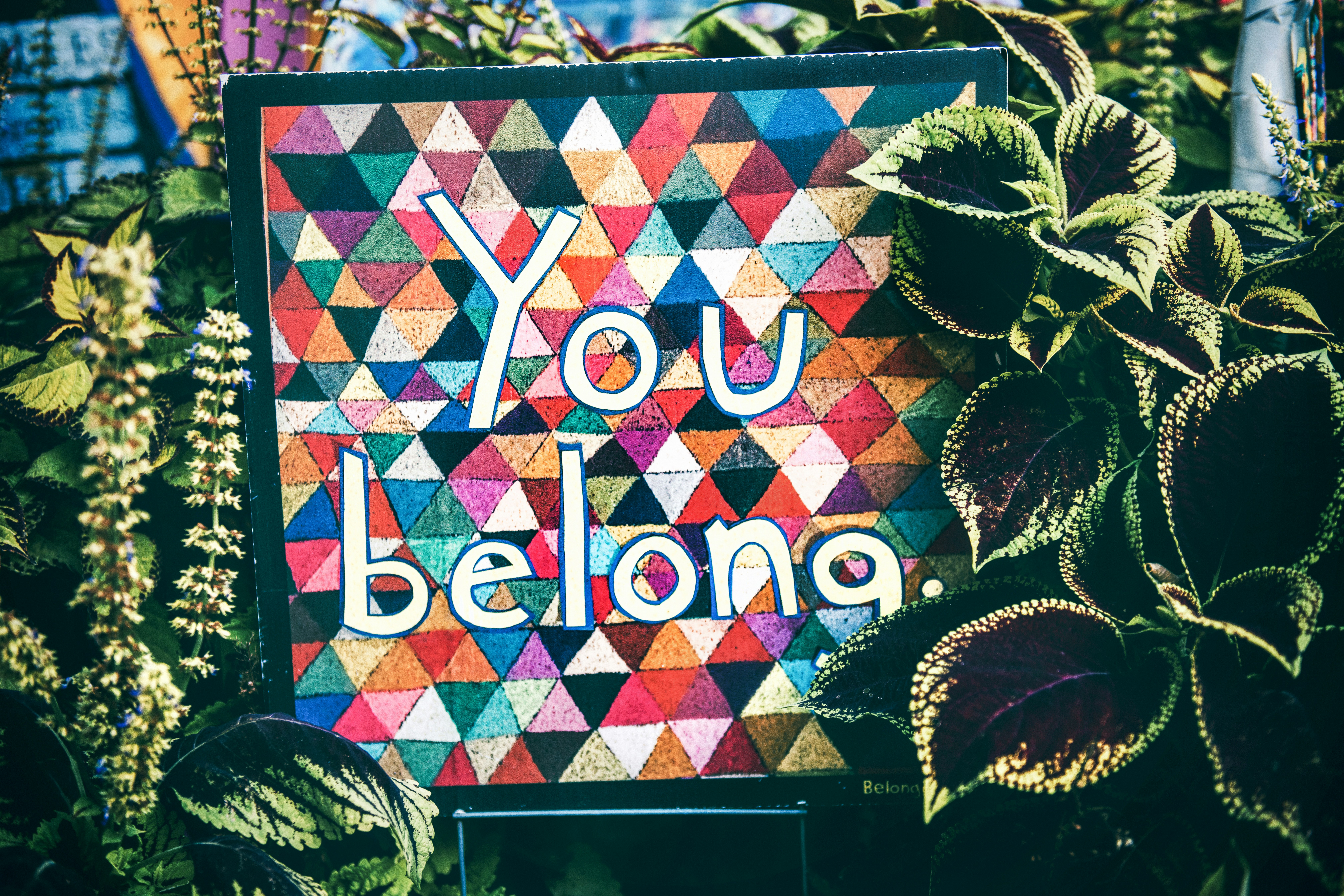 A colorful plaque saying You belong surrounded by lush house plants
